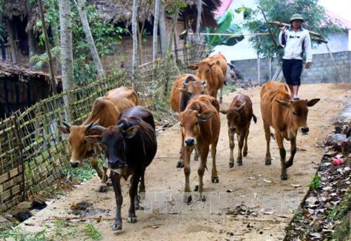 Mô hình giúp nông dân vùng cao Phú Thọ thoát nghèo bền vững