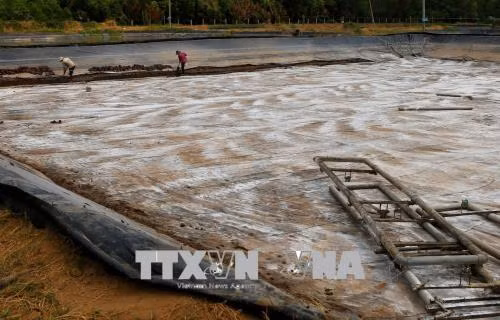 Cảnh báo nguy cơ bùng phát dịch bệnh trên tôm nuôi