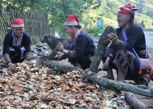 Người Dao Đỏ và những phương thuốc bí truyền