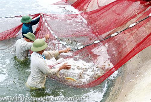 Quy trình kỹ thuật nuôi tôm sú cải tiến