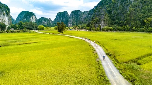 Mùa vàng đẹp như tranh ở Tam Cốc
