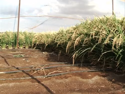 Cuộc cách mạng về nước và kinh nghiệm chống hạn của Israel