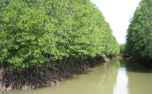 Kỹ thuật trồng cây đước ở rừng ngập mặn