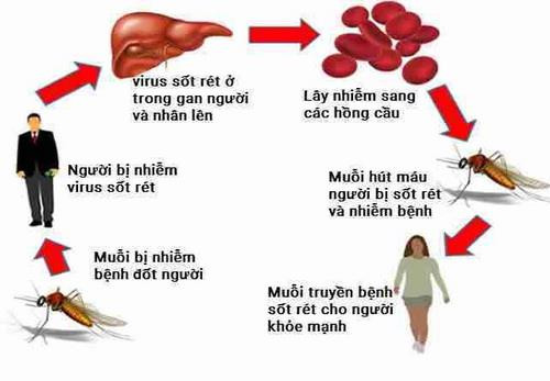 Sơn La đạt tiêu chí loại trừ bệnh sốt rét 