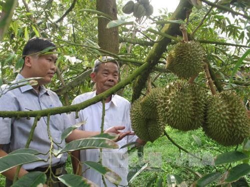 Thạch Thành chuyển đổi cơ cấu cây trồng, vật nuôi giúp nhân dân miền núi