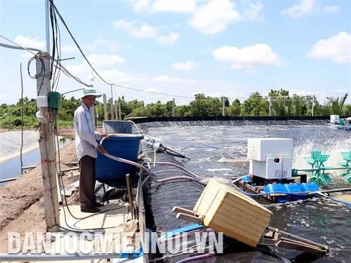 Cà Mau xử lý ô nhiễm môi trường vùng nuôi tôm