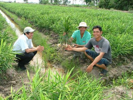 Kỹ thuật trồng và bón phân cho cây gừng