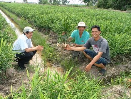 Kỹ thuật trồng và bón phân cho cây gừng