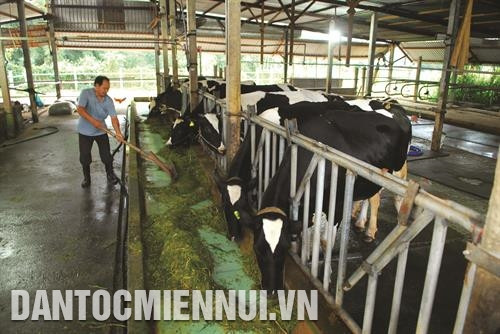 “Đất thép” Củ Chi ươm mầm nông nghiệp chất lượng cao