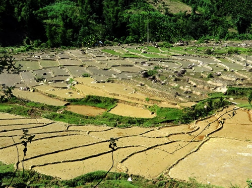 Ruộng bậc thang của đồng bào H’re Sơn Tây ở Quảng Ngãi