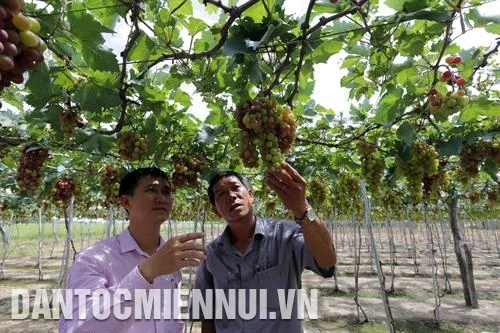 Xuân mới đang về với Ninh Phước