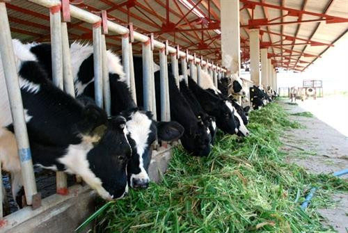 Mô hình chăn nuôi bò sữa giúp các hộ khó khăn, đồng bào dân tộc Khmer thoát nghèo