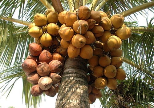 Làm giàu từ trồng dừa xiêm đỏ