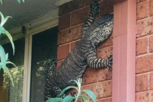 Phát hoảng khi thấy con thằn lằn khổng lồ trên tường nhà