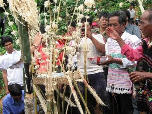 Độc đáo nghi lễ mừng lúa sinh trưởng của người Mạ