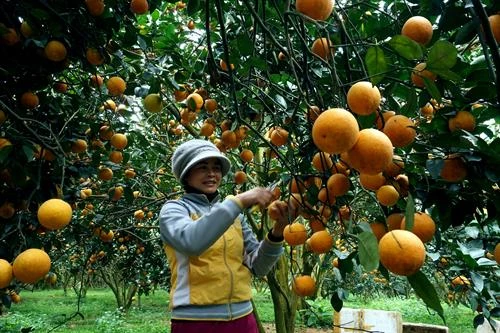 Cam Cao Phong giúp đồng bào xóa đói nghèo