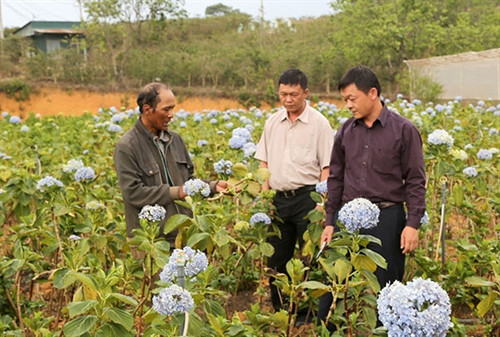 Làm giàu từ chuyển đổi cơ cấu cây trồng
