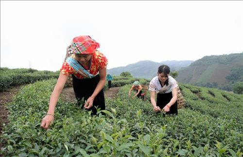 Lai Châu chú trọng xây dựng vùng nguyên liệu chè sạch cho xuất khẩu