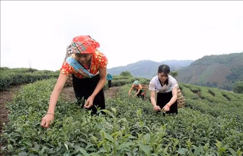 Lai Châu chú trọng xây dựng vùng nguyên liệu chè sạch cho xuất khẩu
