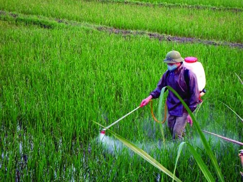Sẽ tăng cường quản lý thuốc bảo vệ thực vật