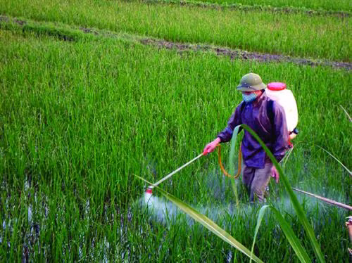 Sẽ tăng cường quản lý thuốc bảo vệ thực vật