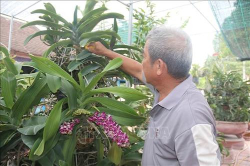 Làm giàu từ trồng hoa lan ở Bà Rịa - Vũng Tàu