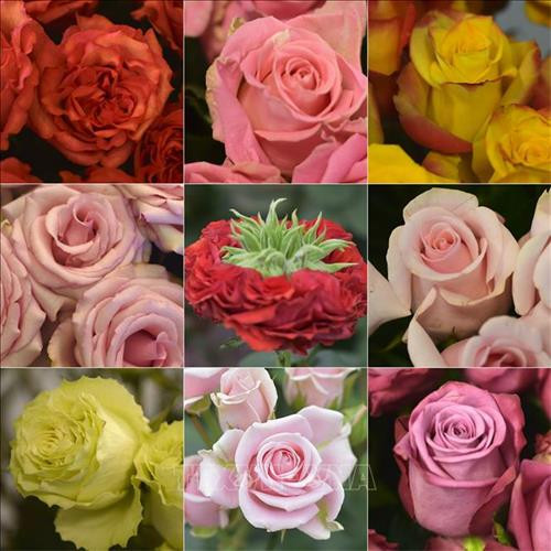 Những điều thú vị về Ngày lễ Valentine