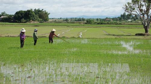 Trồng lúa tiết kiệm nước để ứng phó với biến đổi khí hậu