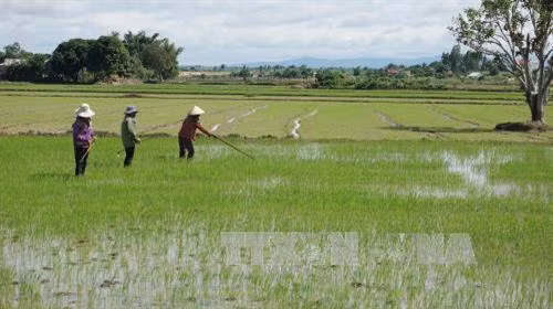 Trồng lúa tiết kiệm nước để ứng phó với biến đổi khí hậu