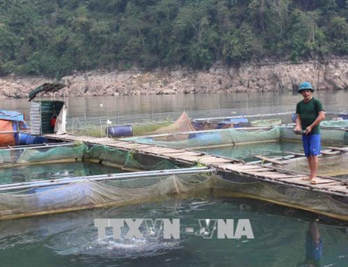 Nhân rộng mô hình nuôi cá lồng trên hồ thủy điện Lai Châu