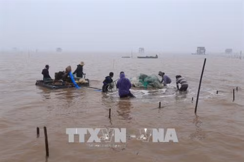 Hướng dẫn, tăng cường quản lý nuôi tôm, ngao