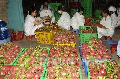 Bình Thuận đa dạng hóa sản phẩm thanh long ngay từ vùng nguyên liệu