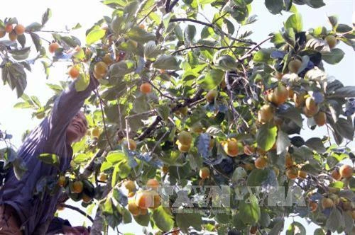 Lâm Đồng có thêm nhãn hiệu “Hồng Đà Lạt”