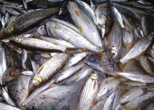 Đặc sắc món cheo cá của đồng bào Pa Cô