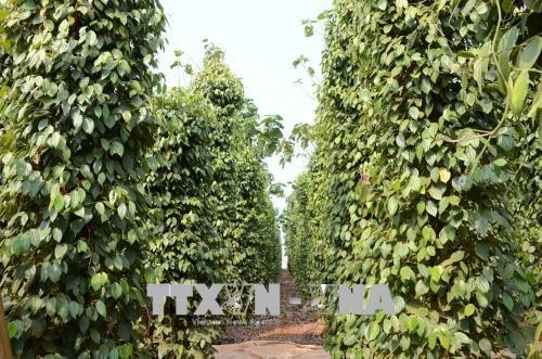 Tây Nguyên tập trung chăm sóc, phòng chống ngập úng cây tiêu