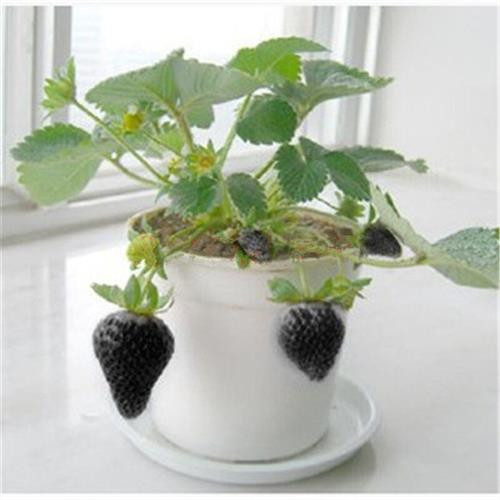 Kỹ thuật trồng cây dâu tây đen tại nhà cho quả sai trĩu cành 