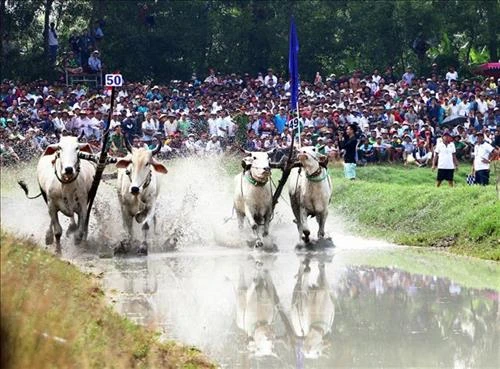 Sôi nổi hội đua bò Bảy Núi - An Giang