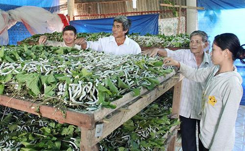 Đạ Tẻh phát triển nghề trồng dâu chăn tằm