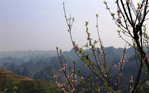 Lễ hội hoa đào trên Cao nguyên đá Đồng Văn