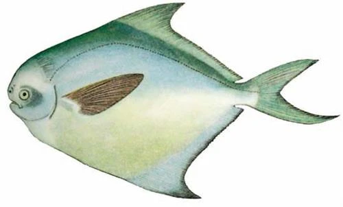 Kỹ thuật nuôi cá chim trắng