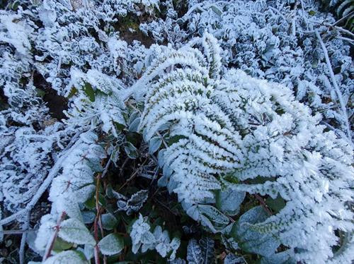 Vùng núi Lào Cai rét đậm, người dân đề phòng băng giá gây hại