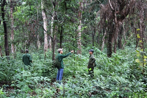 Khu bảo tồn thiên nhiên Ea Sô đang bị xâm hại