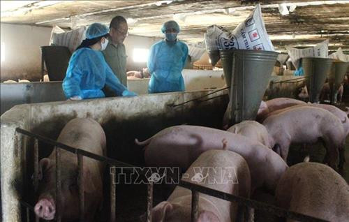 Trà Vinh khuyến khích liên kết, hợp tác trong đầu tư phát triển chăn nuôi