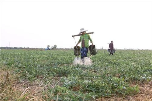 Chuyển đổi trên 3.500 ha lúa kém hiệu quả sang cây trồng khác