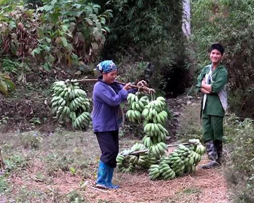 Chuối tây - Cây thoát nghèo cho người dân vùng sâu