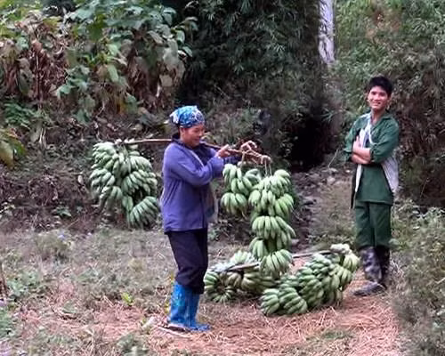 Chuối tây - Cây thoát nghèo cho người dân vùng sâu