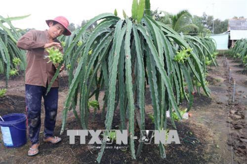 Phát triển cây thanh long trên vùng Đồng Tháp Mười