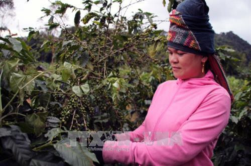 Chị Lò Thị Viện: "Còn sức còn giúp đỡ đồng bào vươn lên làm giàu chính đáng"