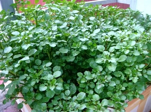 Hướng dẫn cách trồng và chăm bón rau xà lách xoong