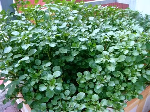 Hướng dẫn cách trồng và chăm bón rau xà lách xoong